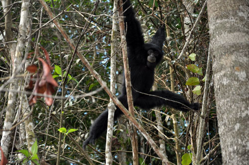 Three Gibbons in Sumatra Back to the Wild Habitat (September 23, 2016)